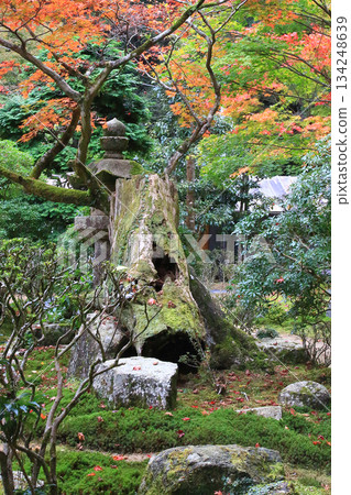 兵庫郡昭寺圓教寺的秋葉 兵庫郡昭寺圓教寺的秋葉 134248639