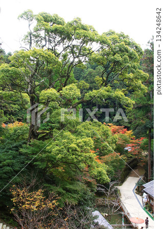 兵庫郡昭寺圓教寺的秋葉 兵庫郡昭寺圓教寺的秋葉 134248642