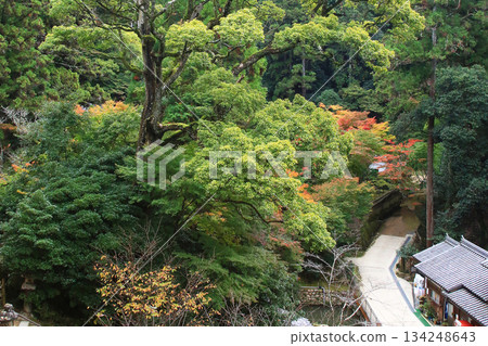兵庫郡昭寺圓教寺的秋葉 134248643