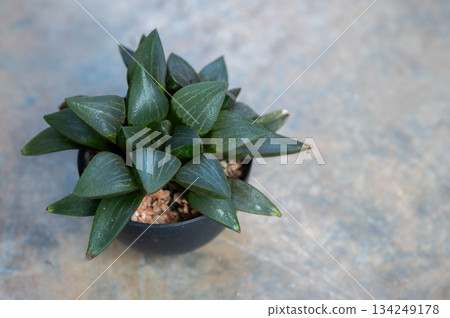 High angle view of a pot of Haworthia. The haworthia is a slow-growing, small succulent that is easy to care for as a houseplant. High angle view of a pot of Haworthia. The haworthia is a slow-growing, small succulent that is easy to care for as a houseplant. 134249178