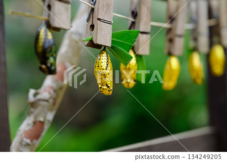 金蛹，蝴蝶，尤布島 134249205