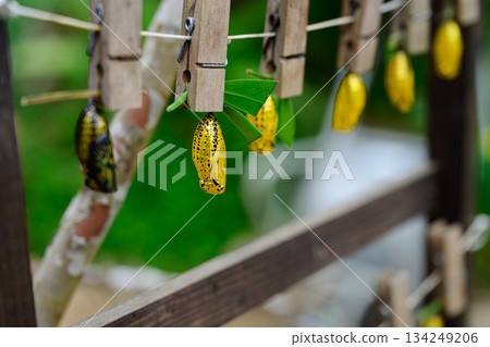 金蛹，蝴蝶，尤布島 134249206