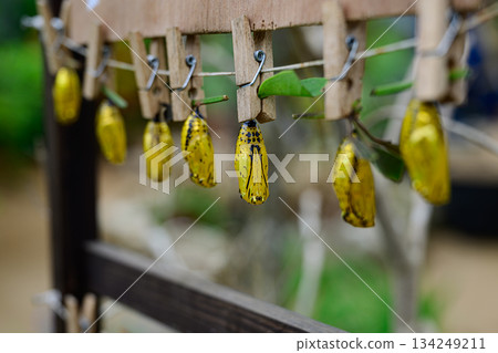 金蛹，蝴蝶，尤布島 134249211