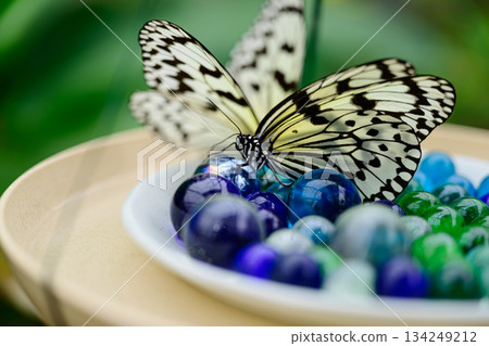 蝴蝶，由布島 134249212