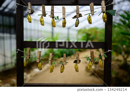 金蛹，蝴蝶，尤布島 134249214