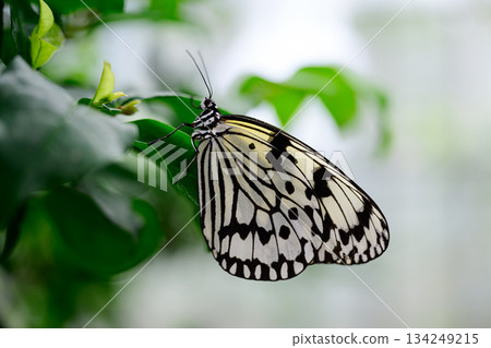 Butterfly, Yubu Island Butterfly, Yubu Island 134249215