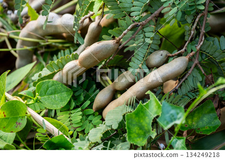 Tamarinds growing on tree. This fruit contains a high amount of potassium which might help with blood pressure and heart rate. 134249218