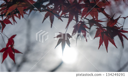 Beautifully colored maple leaves illuminated by sunlight Beautifully colored maple leaves illuminated by sunlight 134249291
