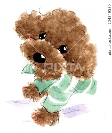 Fluffy toy poodle watercolor illustration | Cute dog in green striped clothing 134249589