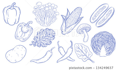 手繪蔬菜線條藝術圖集 有機食品插畫素材 134249637