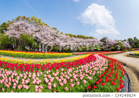 「名花之裡鬱金香節」（三重縣桑名市長島度假村）的鬱金香花田與櫻花 134249824