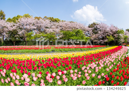 「名花之裡鬱金香節」（三重縣桑名市長島度假村）的鬱金香花田與櫻花 134249825