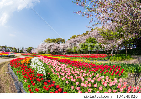 Tulip fields and cherry blossoms at the "Nabana no Sato Tulip Festival" (Nagashima Resort, Kuwana City, Mie Prefecture) 134249826
