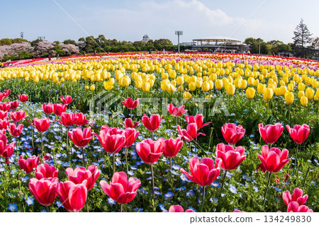 Tulip fields and cherry blossoms at the "Nabana no Sato Tulip Festival" (Nagashima Resort, Kuwana City, Mie Prefecture) 134249830
