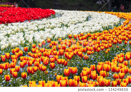 Tulip Field "Nabana no Sato Tulip Festival" (Nagashima Resort, Kuwana City, Mie Prefecture) 134249838