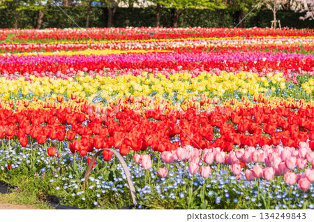 Tulip Field "Nabana no Sato Tulip Festival" (Nagashima Resort, Kuwana City, Mie Prefecture) 134249843