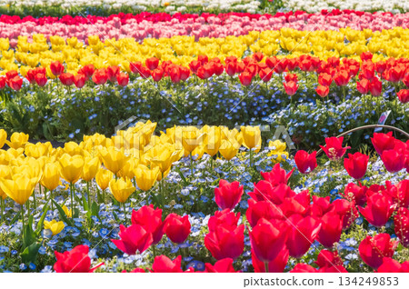 鬱金香花田「名花之裡鬱金香節」(三重縣桑名市長島度假村) 鬱金香花田「名花之裡鬱金香節」(三重縣桑名市長島度假村) 134249853