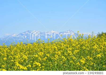 新潟縣小千谷山市小千谷山高原的早春景色，油菜花田和越後三山的殘雪盡收眼底。 134249881