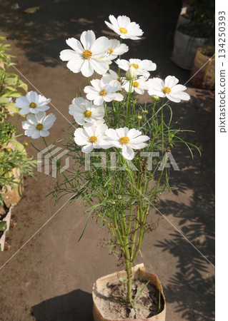 cosmos flower plant on bag in farm 134250393