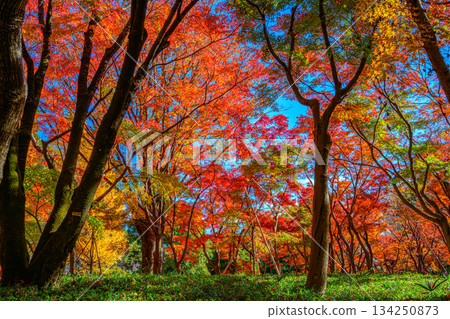 Autumn leaves (Kitanomaru Park) 134250873