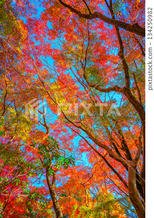 Autumn leaves (Kitanomaru Park) 134250982