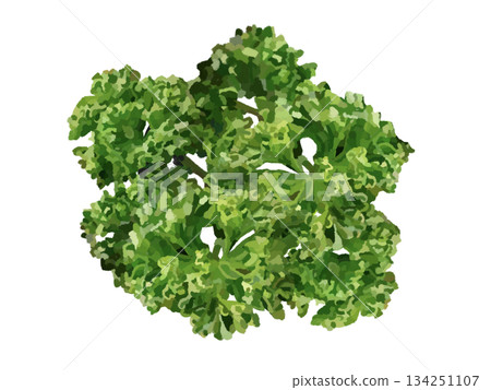 歐芹（去莖） 134251107