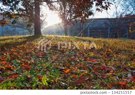 Municipal Museum on a late autumn morning Municipal Museum on a late autumn morning 134251557
