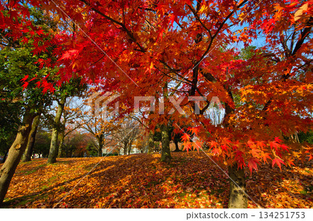 Municipal Museum on a late autumn morning 134251753