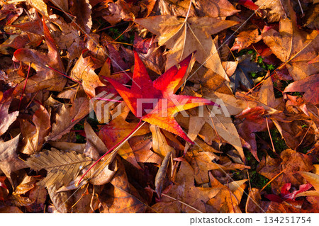 Municipal Museum on a late autumn morning 134251754