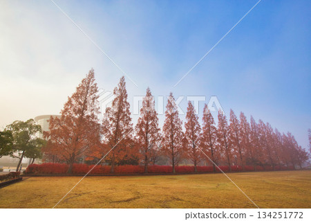 秋末的清晨,市立博物館 秋末的清晨,市立博物館 134251772