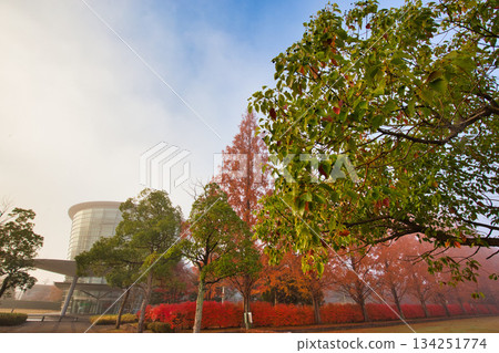 秋末的清晨，市立博物館 134251774