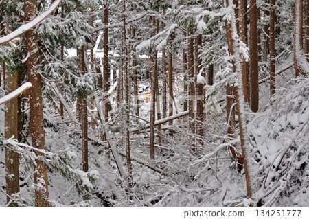 Fallen tree at the site of the Akita Inland Line train derailment and overturning accident 134251777
