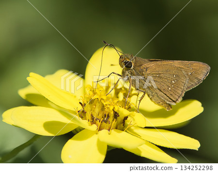 Small iron swift sucking nectar 134252298