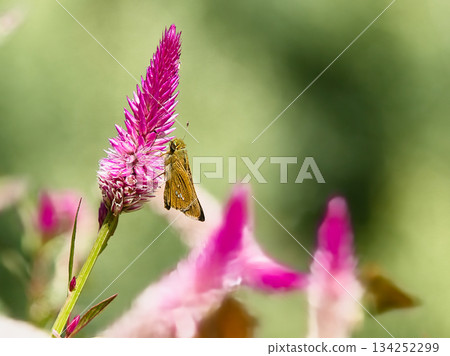 A butterfly resting on a cockscomb flower A butterfly resting on a cockscomb flower 134252299