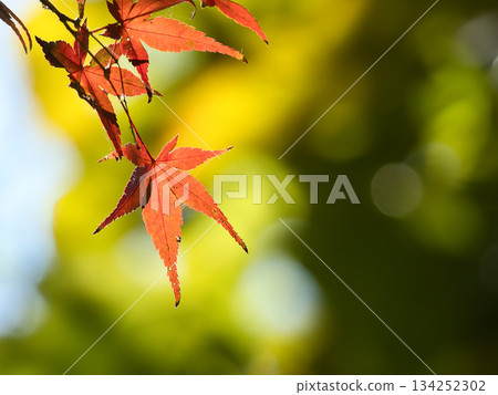 明亮的秋葉 明亮的秋葉 134252302