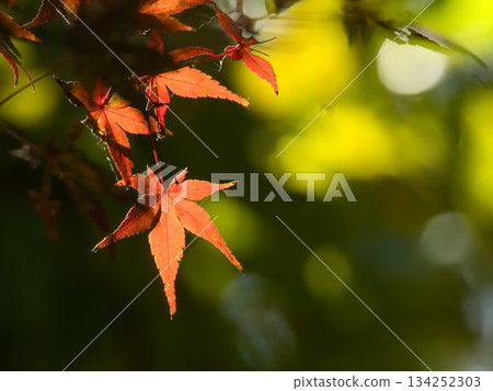 Momiji who changed leaves Momiji who changed leaves 134252303