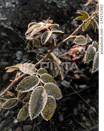 Young hoarfrost covers delicate rosehip leaves. 134252982