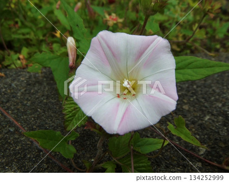 白色旋花花 白色旋花花 134252999