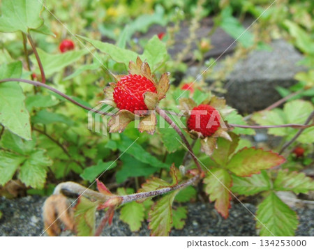 紅蛇莓果實 紅蛇莓果實 134253000