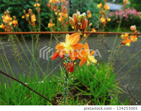 伊巴根樹花 134253005