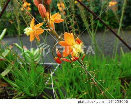 伊巴根樹花 134253006