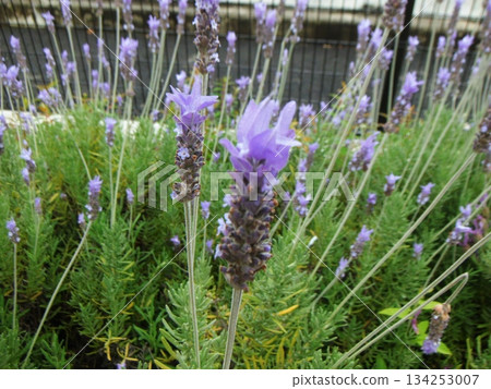 紫色花朵的薰衣草 134253007