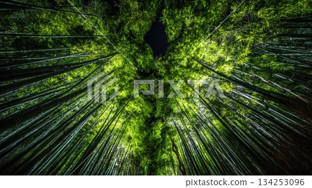 Bamboo forest canopy heightens tranquility in nature 134253096