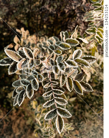Young hoarfrost covers delicate rosehip leaves. Young hoarfrost covers delicate rosehip leaves. 134253114