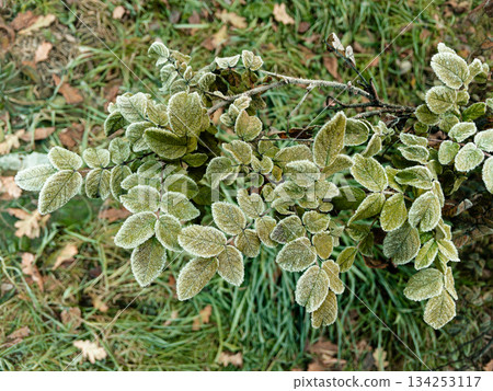 Young hoarfrost covers delicate rosehip leaves. 134253117