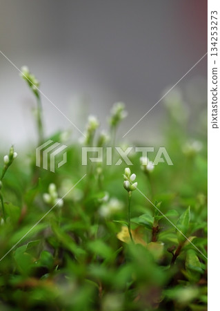 日本虎杖的花蕾 134253273