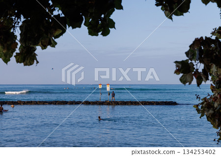 透過樹葉，可以看到威基基海灘的海洋和防波堤。 134253402