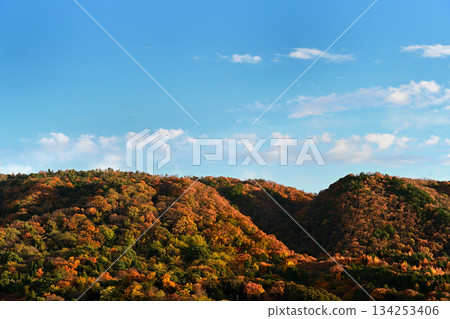 池田市——山間秋葉 134253406