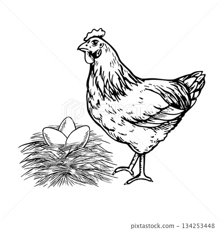 A nest with chicken eggs and a mother hen nearby. Black and white vector illustration drawn by hand. Poultry farming concept. Design element for banners, labels, packaging, and more. A nest with chicken eggs and a mother hen nearby. Black and white vector illustration drawn by hand. Poultry farming concept. Design element for banners, labels, packaging, and more. 134253448