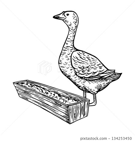 A goose eating food from a wooden feeder. Hand-drawn black and white vector illustration. Design element for packaging, labels, and banners. Also suitable for books, postcards, and games. 134253450